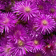 Fiori del deserto a Fuerteventura