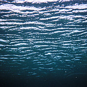 Il mondo sottomarino di Fuerte